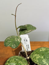 A-193 Hoya deykeae ‘Morning Dew’