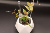 lacunosa Cianjur (variegted) -WE-851