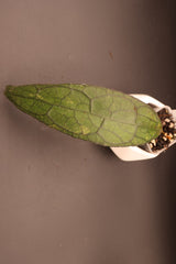 clemensiorum NAPC032  (Long Veiny Leaves) -WE-875