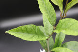 sp. Gayo Lues NAPC027 - WD-188