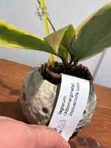 A-163 Hoya Ilagorium (albomarginata)