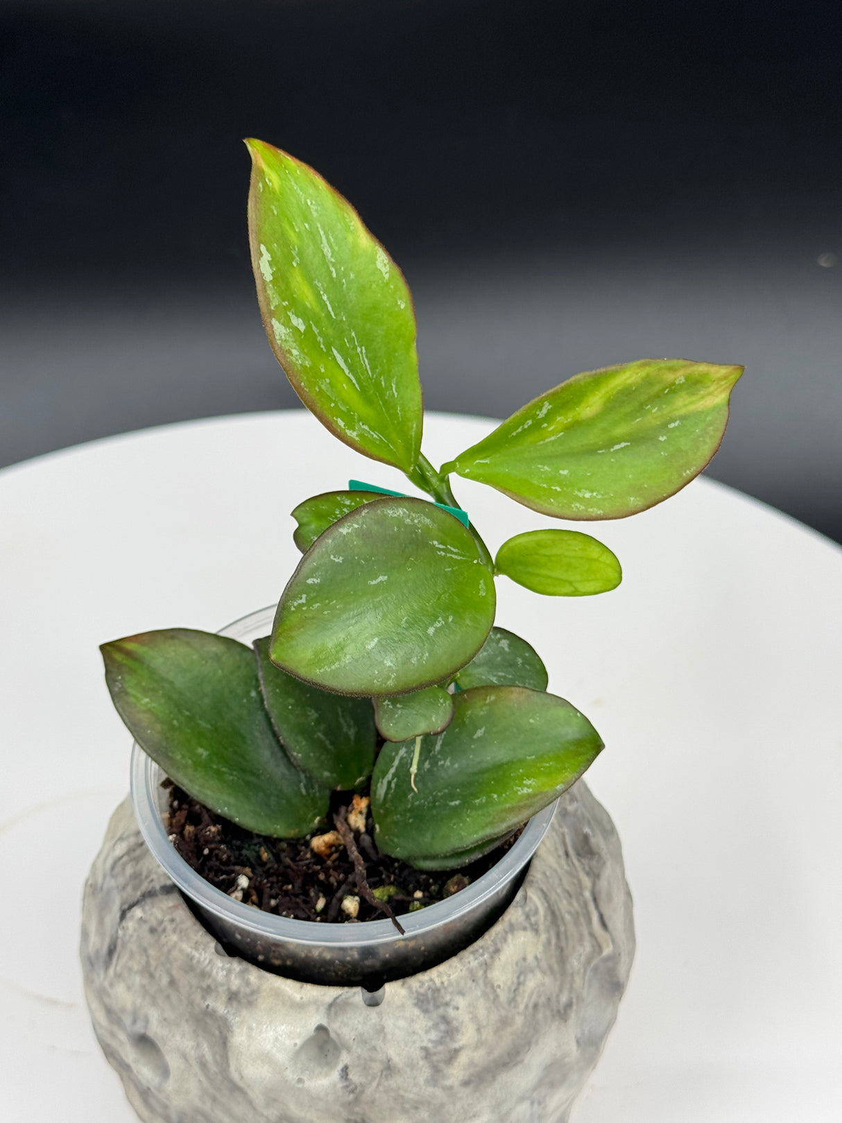 Hoya Colina
