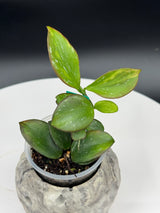 Hoya Colina