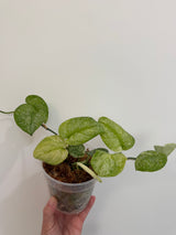Scindapsus Halimoon