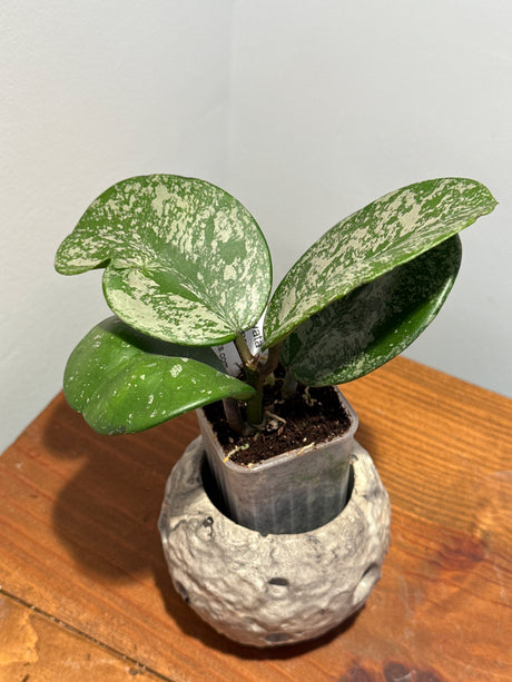 A-190 Hoya obovata (super splash)