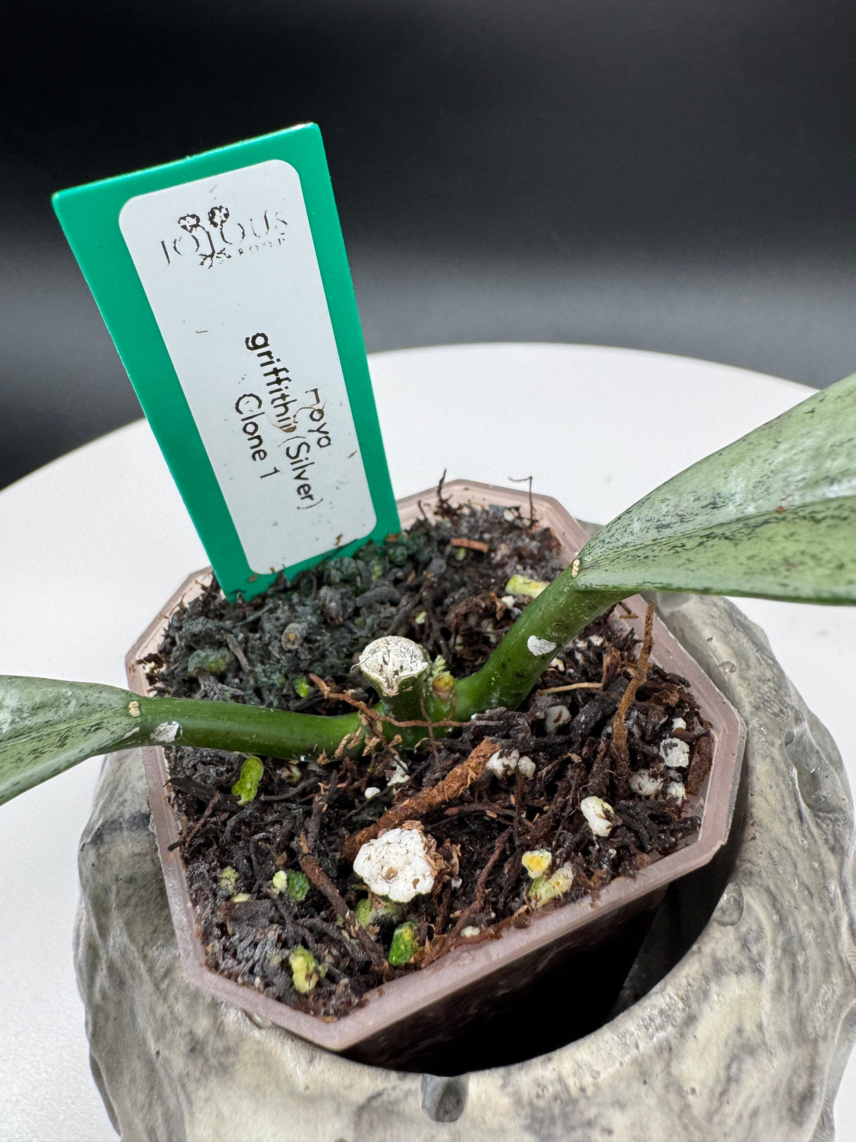 Hoya griffithii (Silver) Clone 1