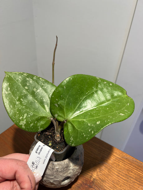 A-180 Hoya glabra (super splash)