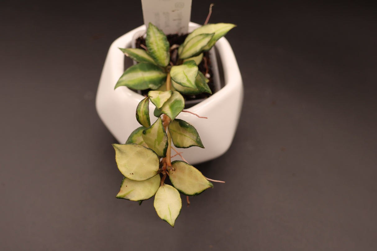 lacunosa 'Souma' - WE-869