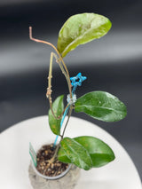 Hoya LP011 (erythrina x sp. estrella waterfalls)