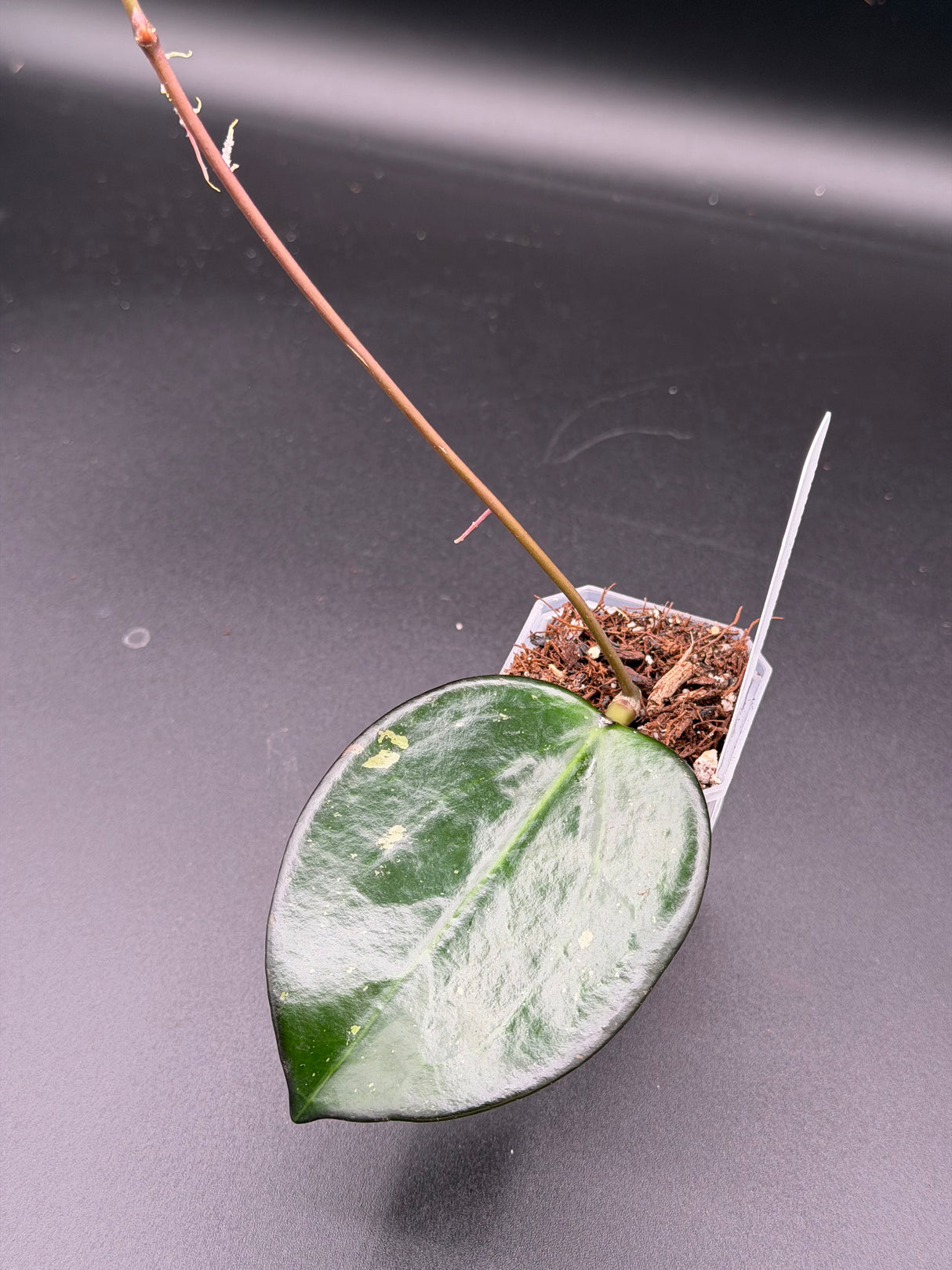 verticillata 'Chiang Rai' -WE-700