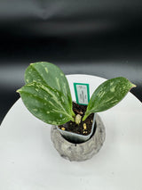 Hoya subquintuplinervis (Splash) 2