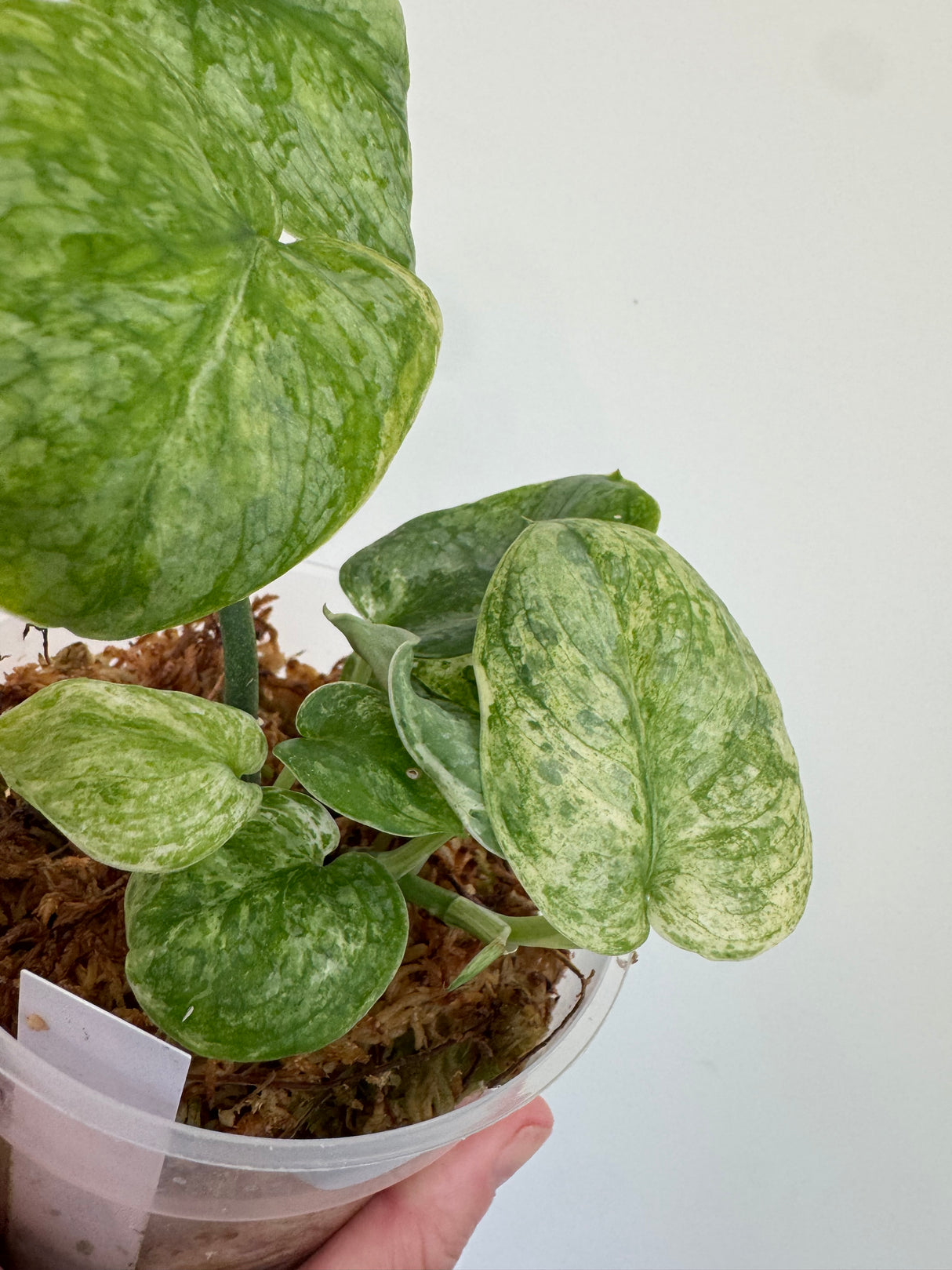Scindapsus Halimoon