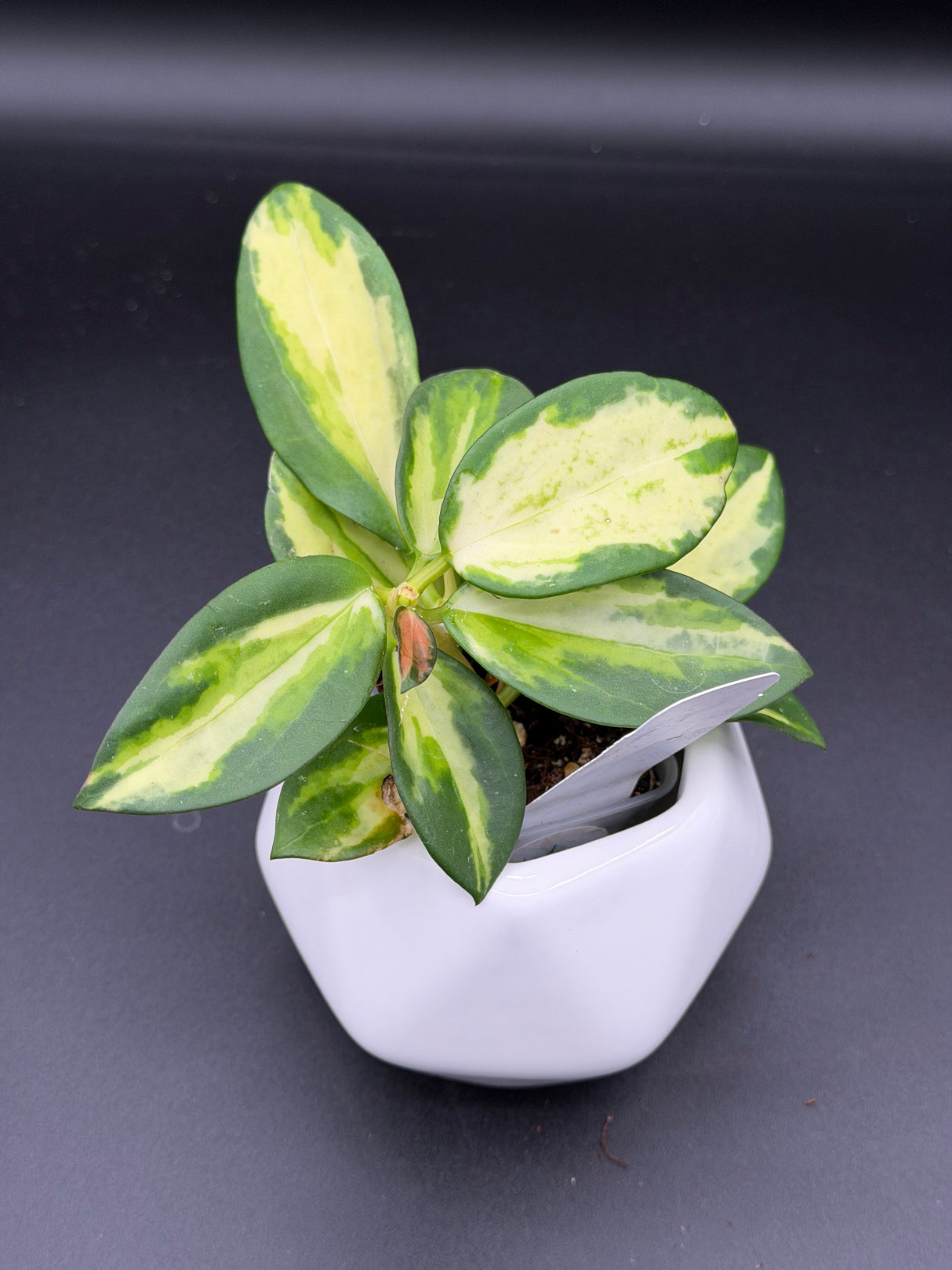 para (inner variegated) - WD-949