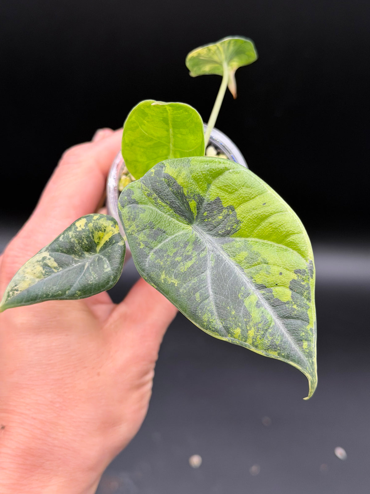 Alocasia Maharani Lemon Lime