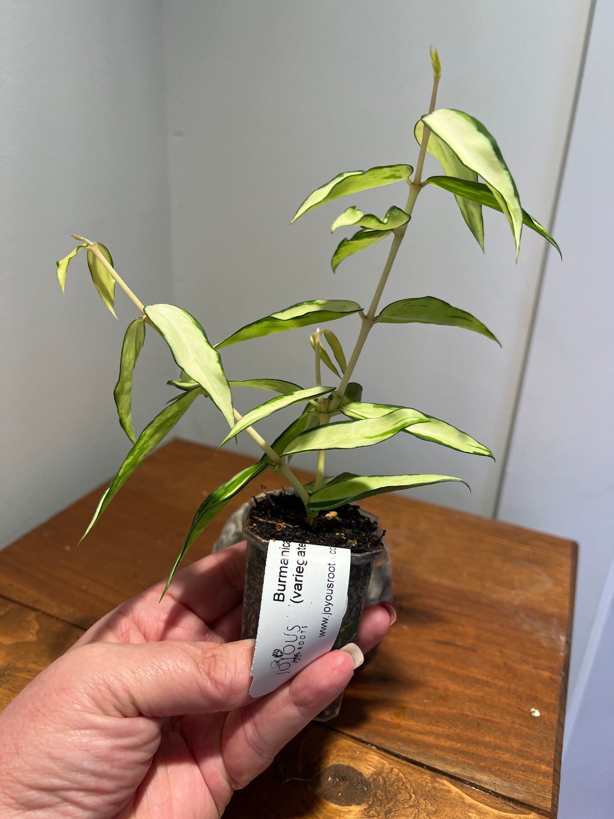 A-159 Hoya Burmanica (variegated)