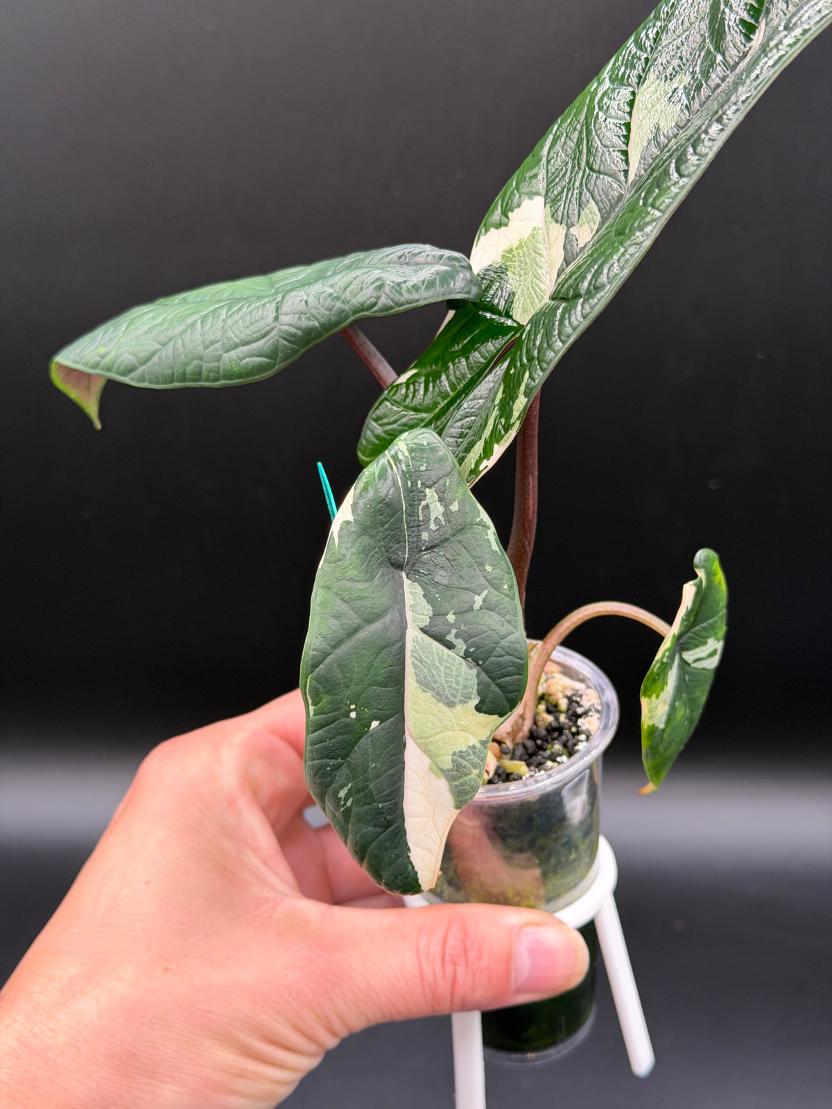 Alocasia Scalprum Albo
