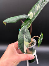 Alocasia Scalprum Albo