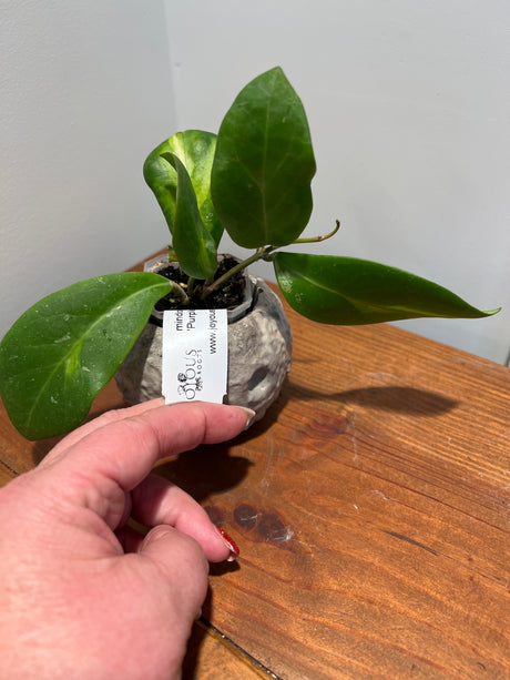 A-48 Hoya mindorensis ‘Purple Star’