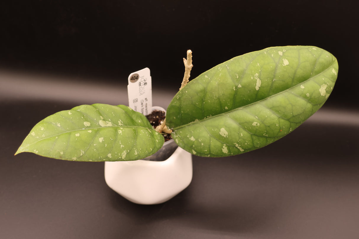 aff. meredithii (Dark Splash clone) -WE-847