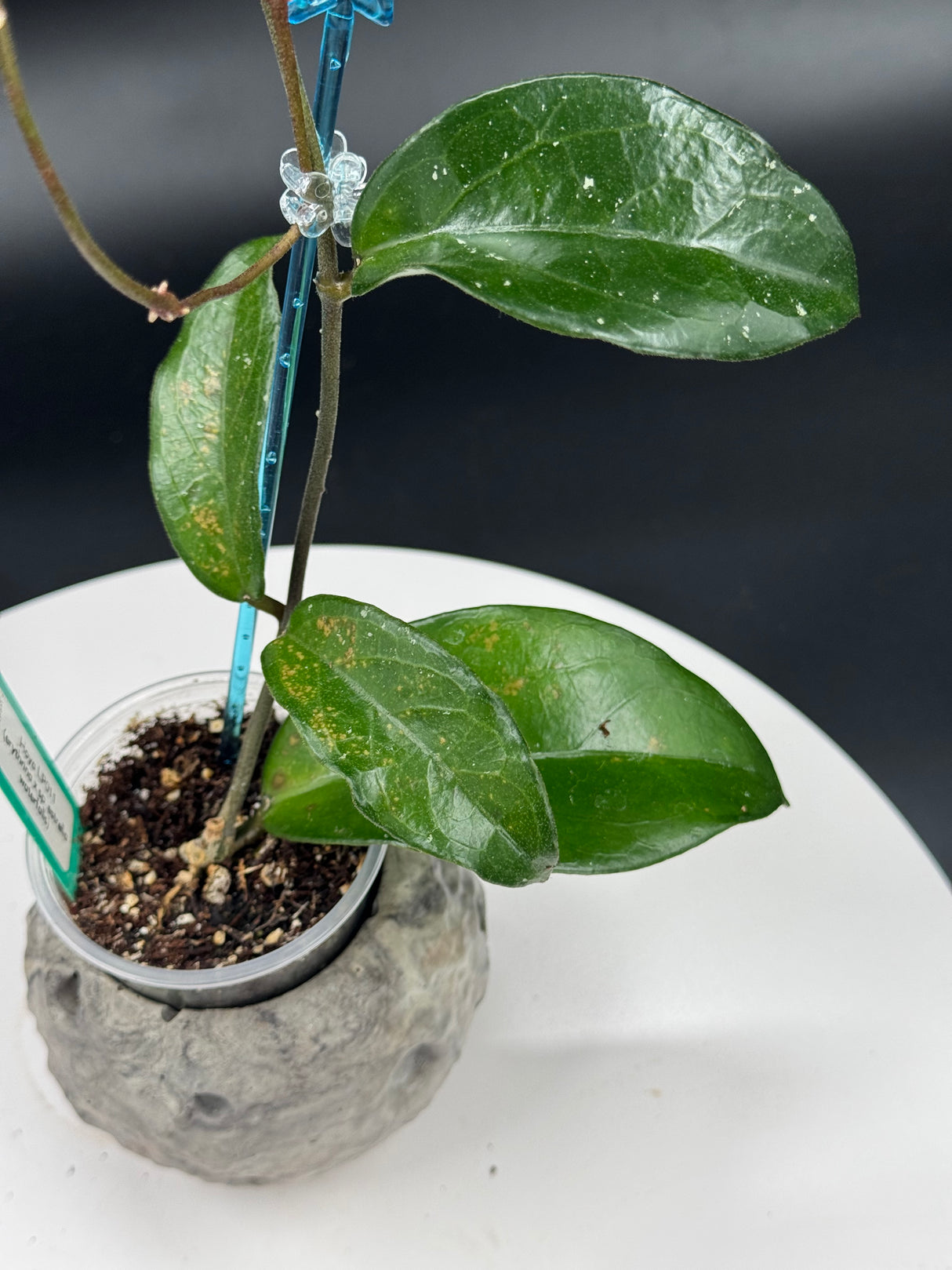 Hoya LP011 (erythrina x sp. estrella waterfalls)