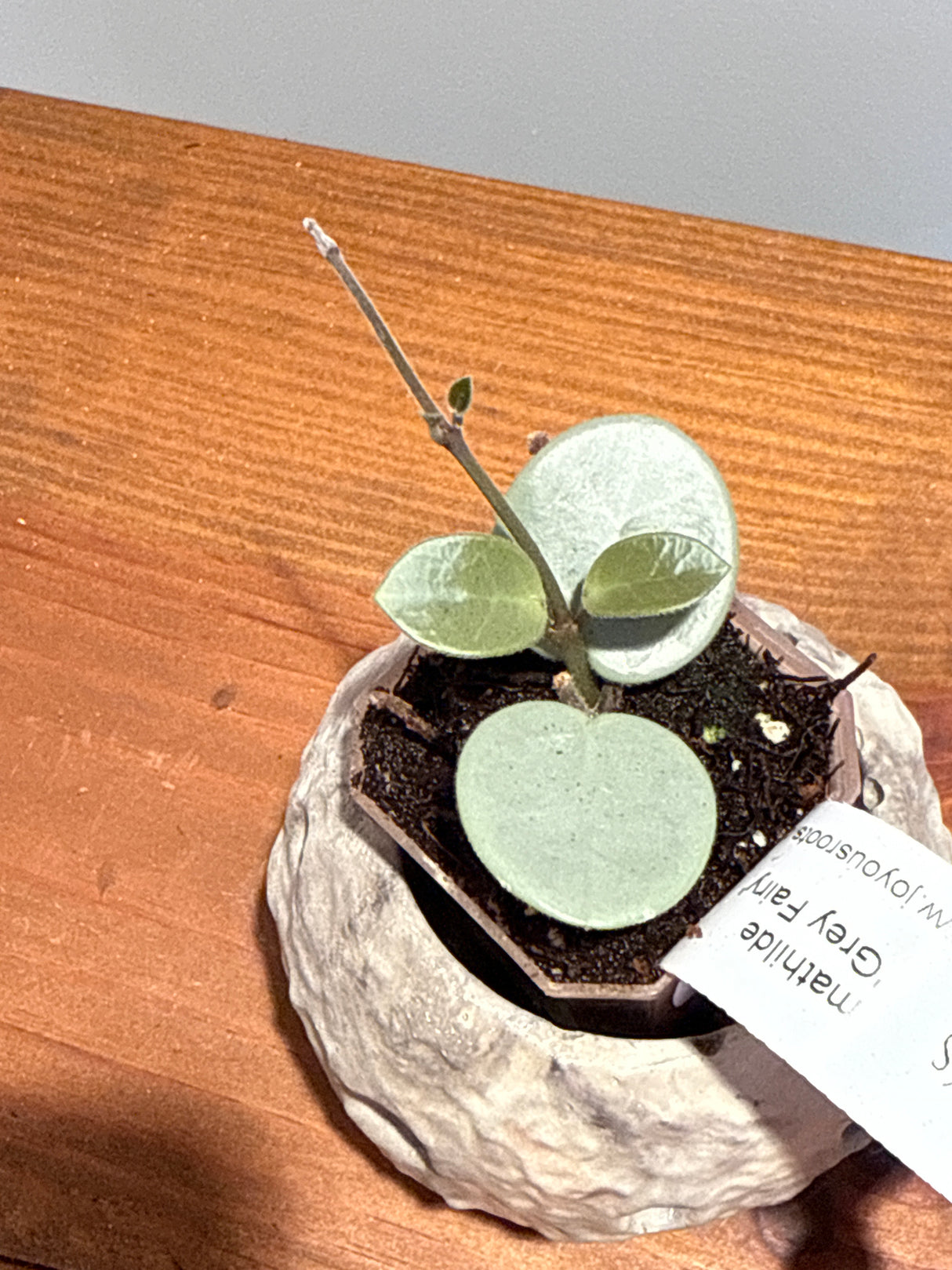 A-195 mathilde ‘Grey Fairy’