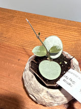 A-195 mathilde ‘Grey Fairy’