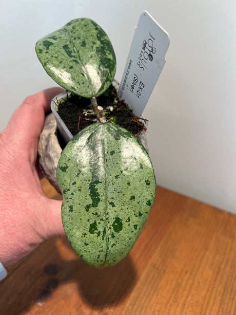 A-833 EX-01 (Silver)