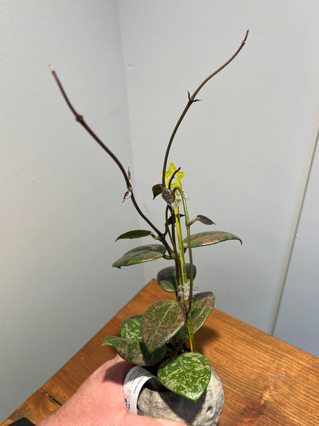 A-198 Hoya verticillata (FKA Wibergiae Round Leaf) (DMW-001-C)