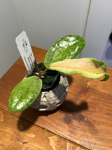 A-243 Jita ‘Autumn Guava’ (silver, variegated)