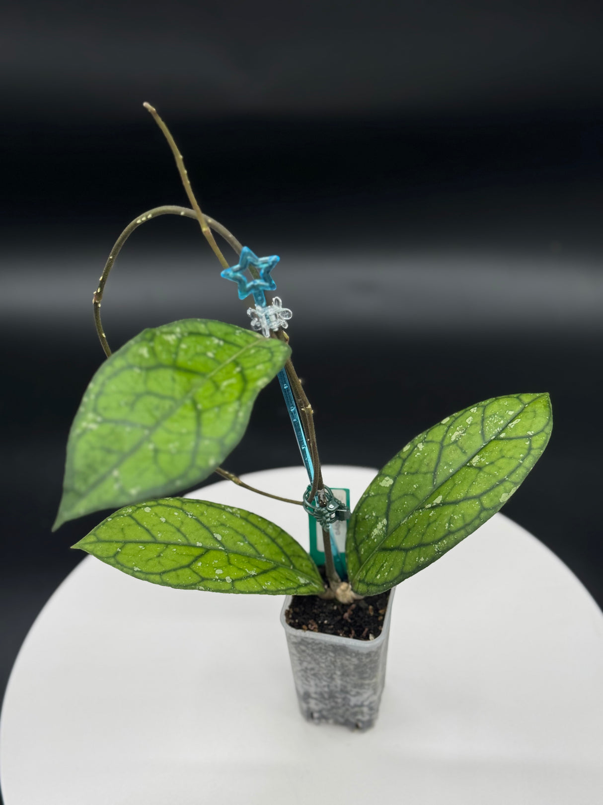 Hoya sp. Bengkulu