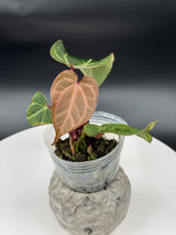 Anthurium BWM x (Brielle x Red Crystal)