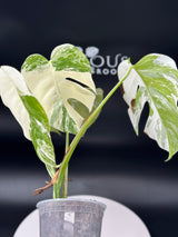 Monstera Albo SF
