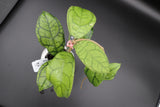 Callistophylla ’Vena’ - WD-474