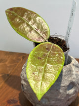 A-963 RHM 14-1 (splash)