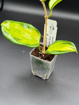 WD-937 merrilli (inner variegated)