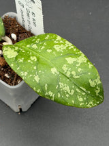 sp. aceh 'Green on Green' -WE-880