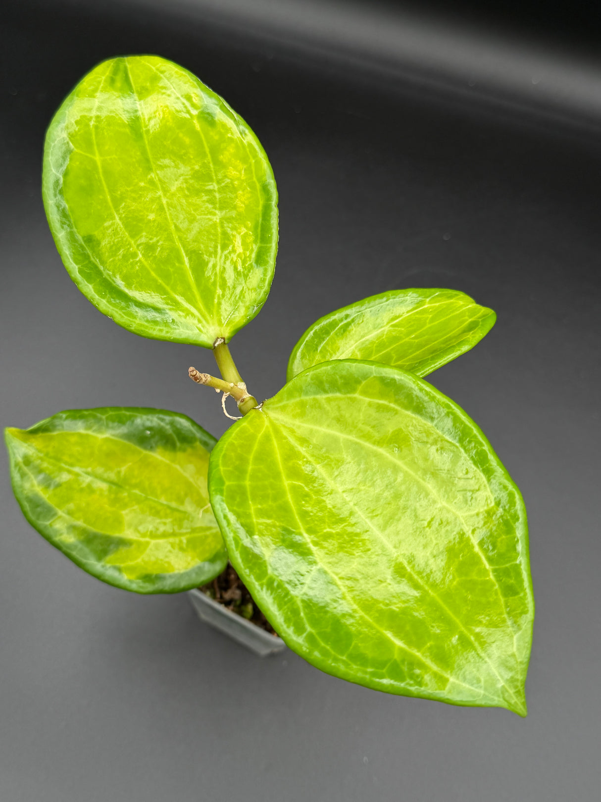 WD-937 merrilli (inner variegated)
