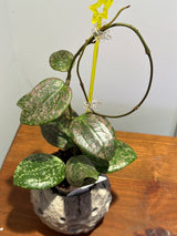 A-198 Hoya verticillata (FKA Wibergiae Round Leaf) (DMW-001-C)