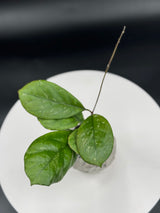 Hoya Patcharawalai Seedling by Ice.