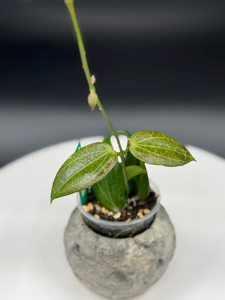 Hoya Fitchii