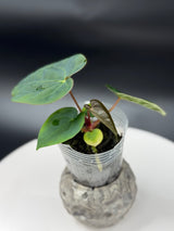 Anthurium BWM x