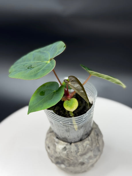 Anthurium BWM x