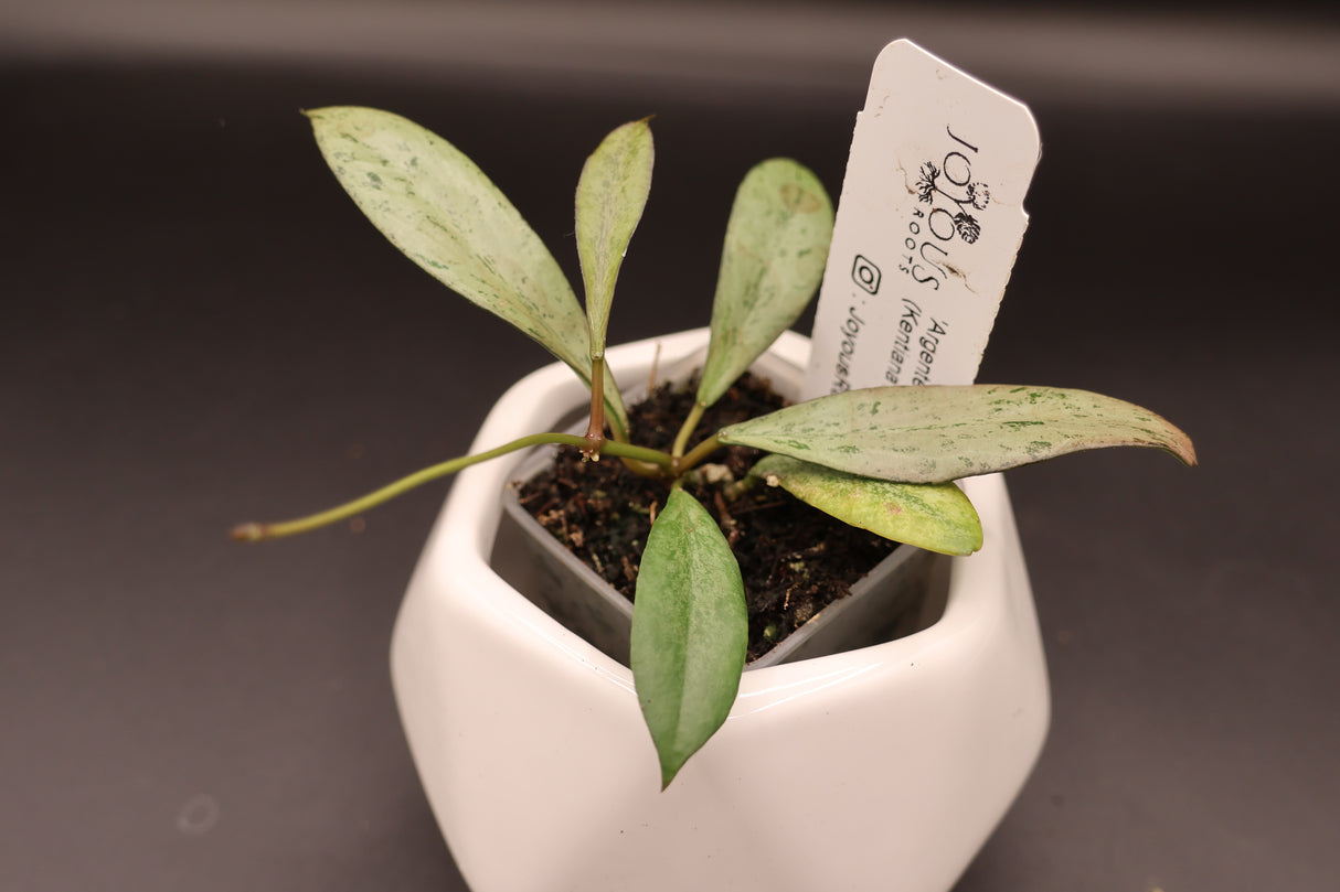 'Argentella Luna' (Kentiana x Lamingtoniae) -WE-848