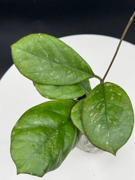 Hoya Patcharawalai Seedling by Ice.