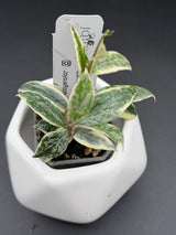 lacunosa 'Lumina' - WE-231