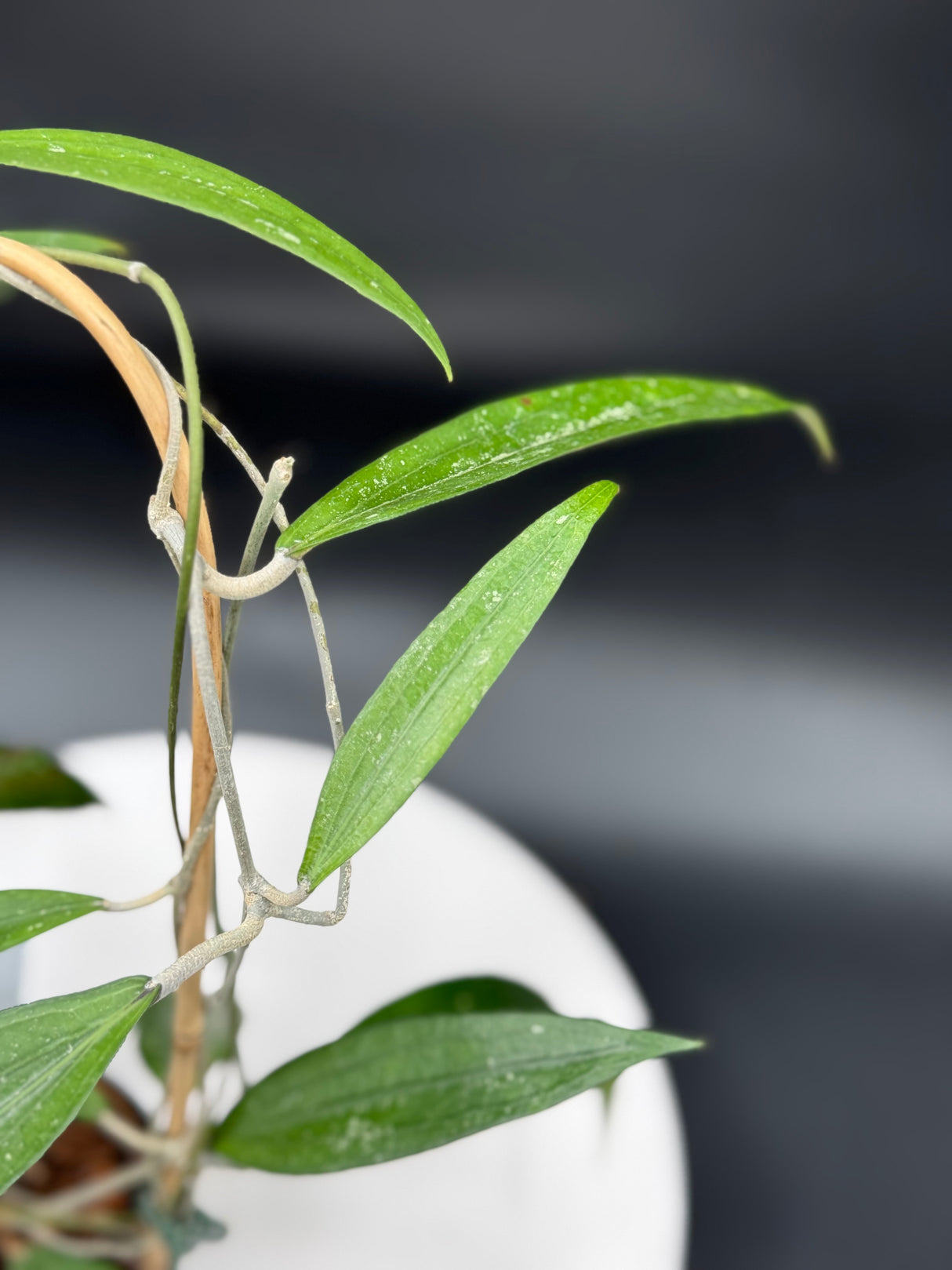 Hoya rindu raffelsia Splash