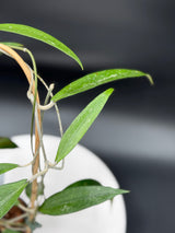 Hoya rindu raffelsia Splash