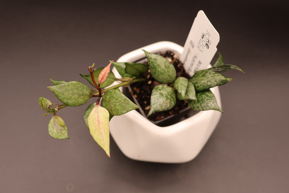lacunosa 'Autumn Blush" -WE-856