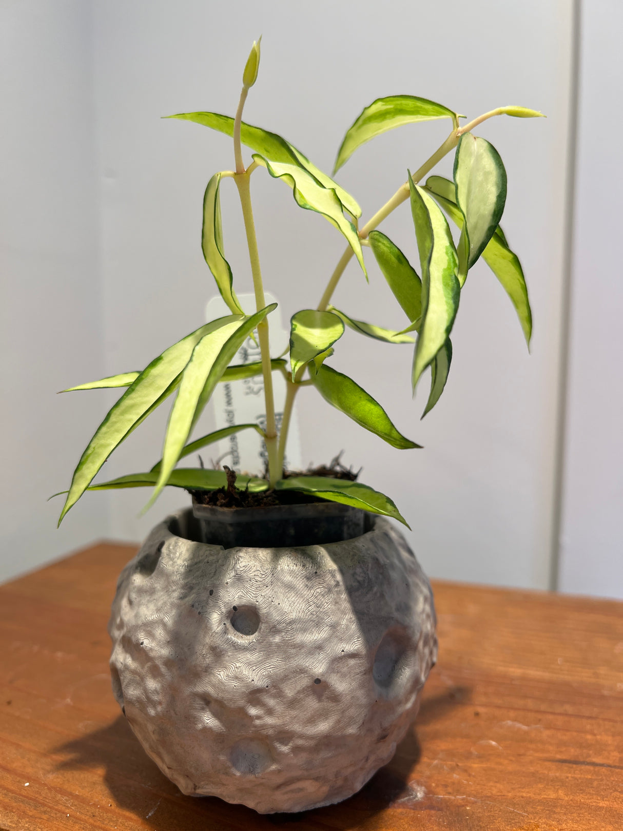 A-157 Hoya Burmanica (variegated)