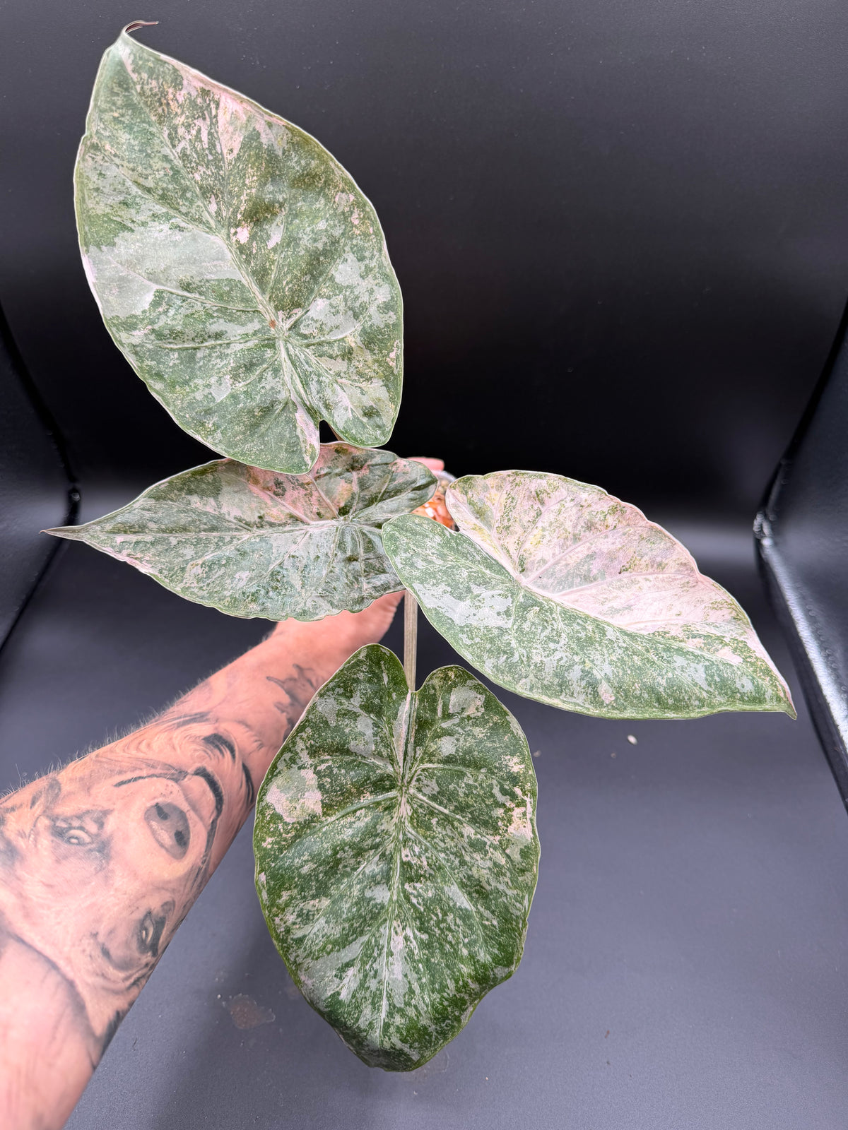 Alocasia Wentii Pink Albo